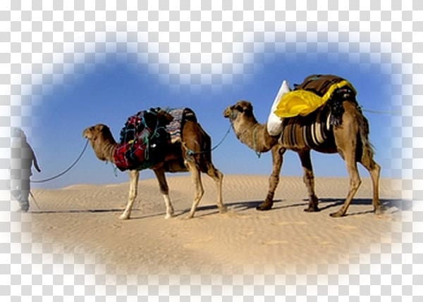 Dromedary Camel train Sahara Tunisian cuisine, desert transparent background PNG clipart