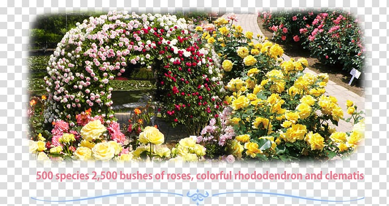 Ashikaga Flower Park Floral design Rose Rhododendron, flower transparent background PNG clipart