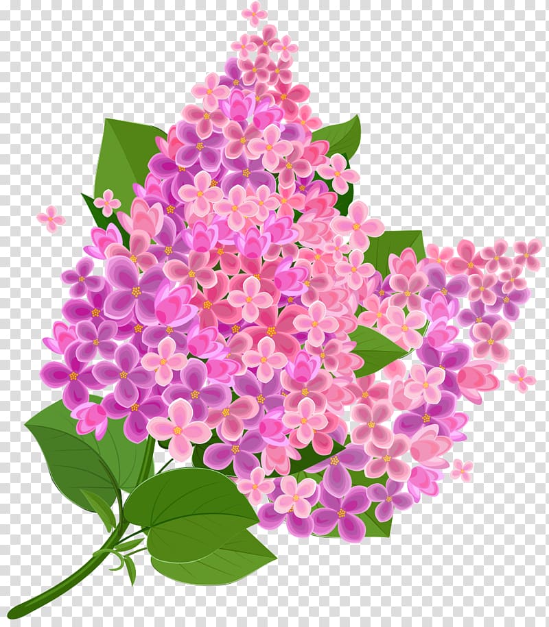 Common lilac , lilac transparent background PNG clipart