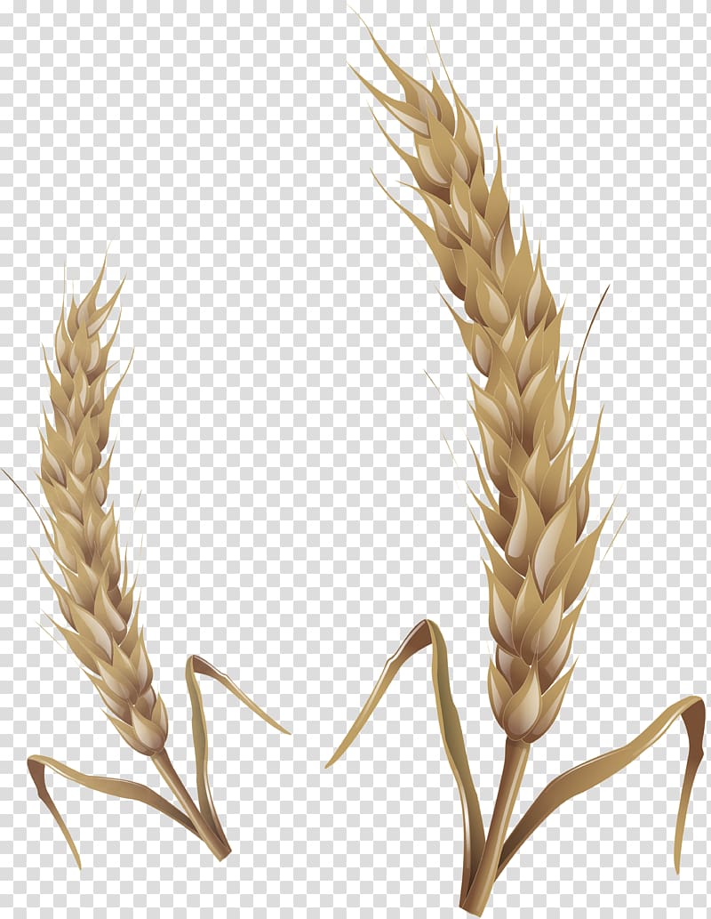 Emmer Oat Caryopsis , Wheat transparent background PNG clipart