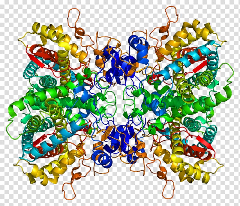 Protein CYP2D6 Hemoglobin subunit zeta Structure Structural biology, others transparent background PNG clipart