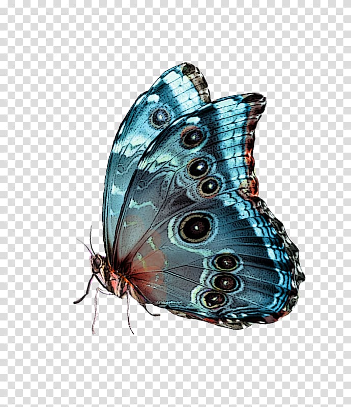 Butterfly Blue, Papillon transparent background PNG clipart
