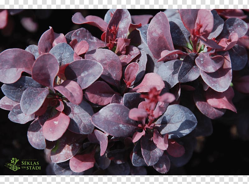 Barberry Pink M, Berberis Thunbergii transparent background PNG clipart