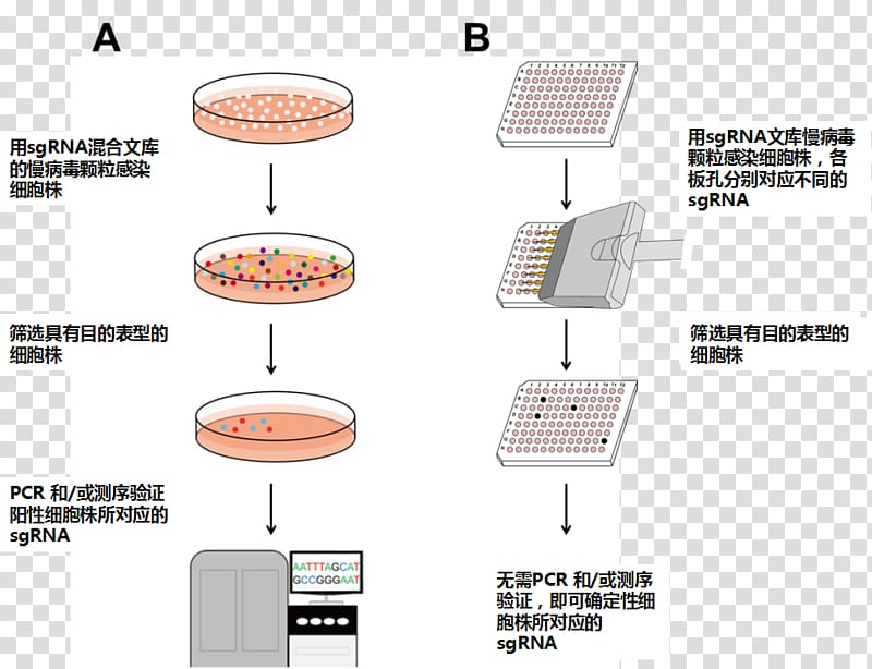 CRISPR Cas9 Gene knockout Cell Short hairpin RNA, methods transparent background PNG clipart