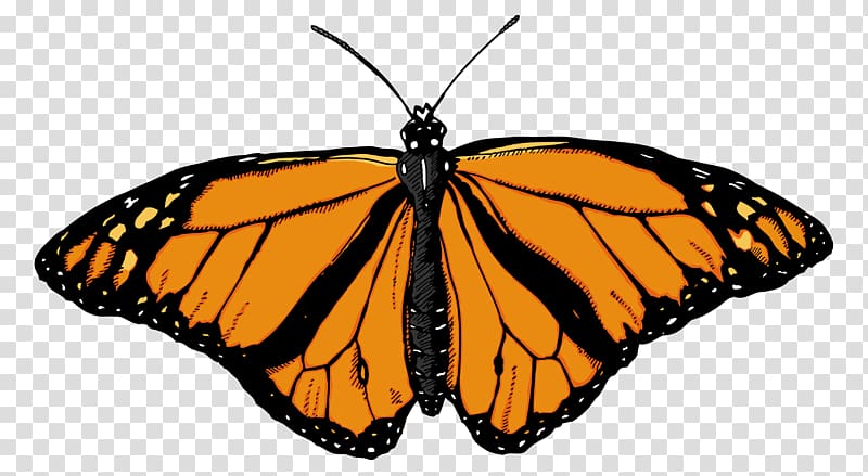 Monarch butterfly , Butterfly transparent background PNG clipart