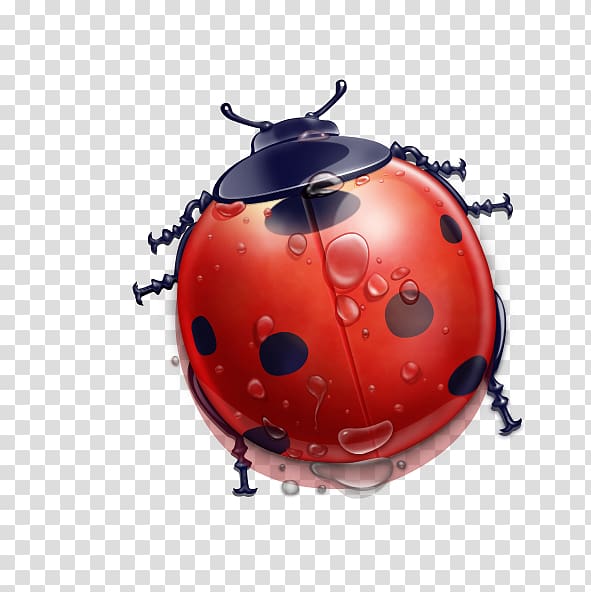 red and black ladybug illustration, Ladybird Cartoon , Ladybug transparent background PNG clipart