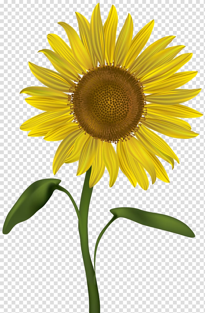 yellow sunflower art, Common sunflower , Sunflower transparent background PNG clipart