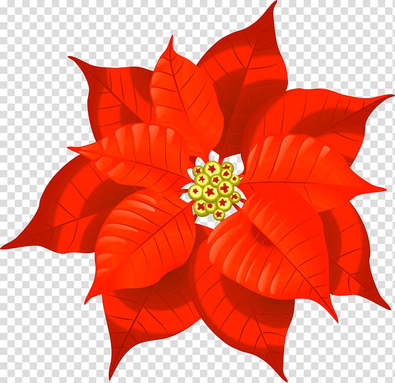 Christmas decoration Poinsettia Christmas card , marigold transparent background PNG clipart