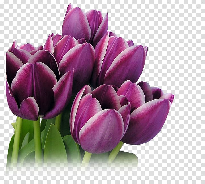 purple tulips png