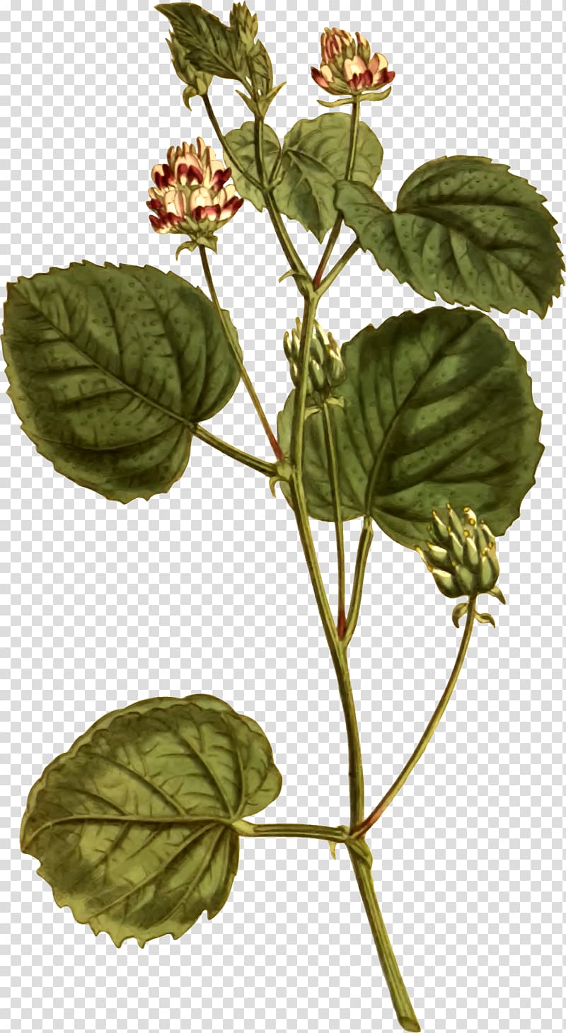 Psoralea corylifolia Seed Plant Ayurveda Medicine, hazel transparent background PNG clipart
