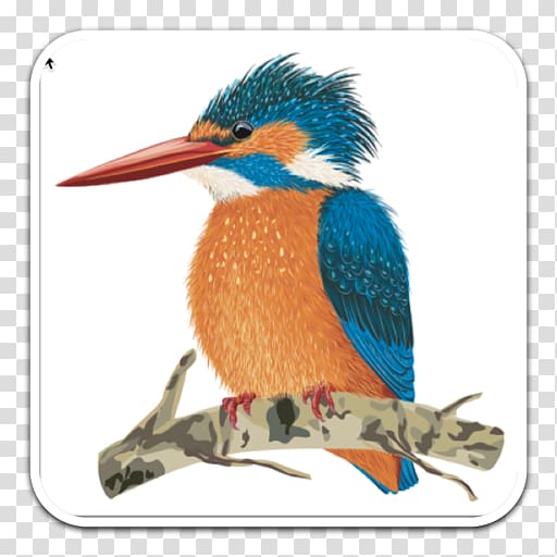 Kingfisher Drawing, others transparent background PNG clipart