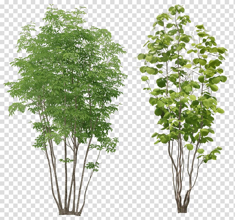 green leafed plants collage, Tree , tree top view transparent background PNG clipart
