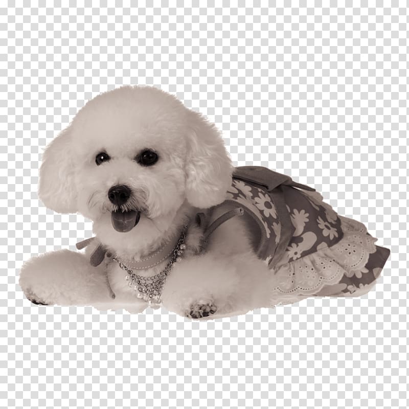 Formosan Mountain Dog Puppy Cat Pet, Cute dog clothes transparent background PNG clipart
