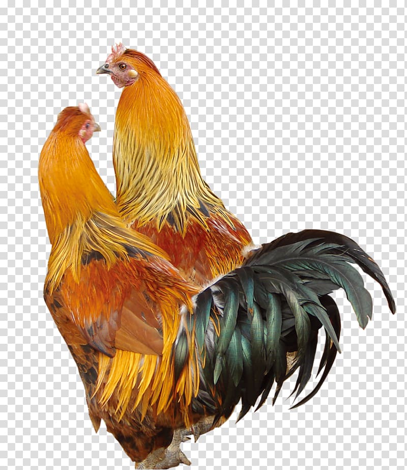 Silkie Rooster Poultry, cock transparent background PNG clipart