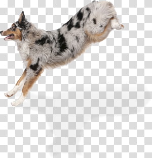 Australian Shepherd Transparent Background Png Cliparts Free