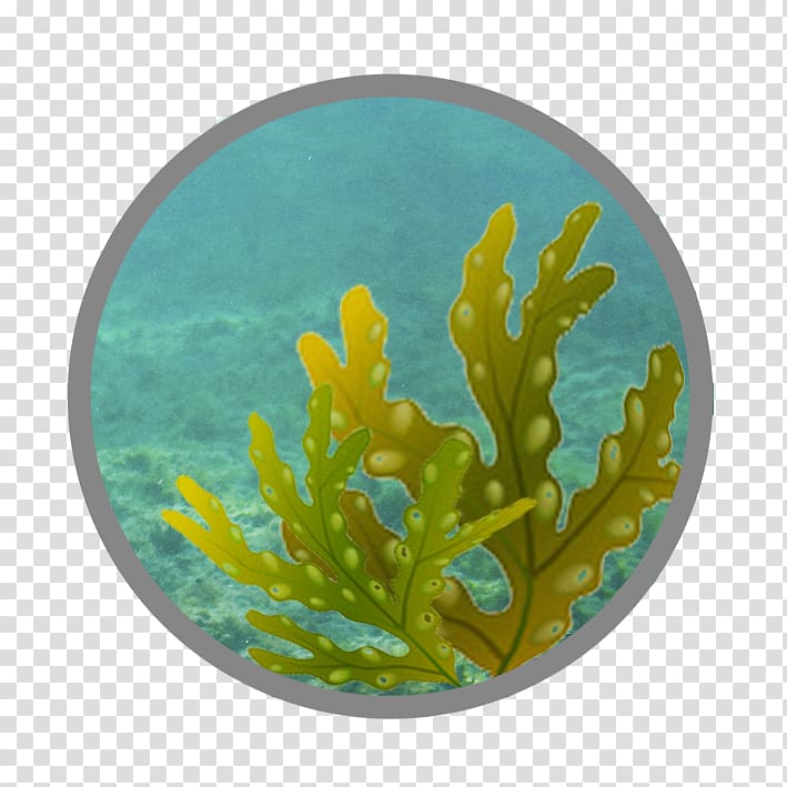 Coral reef fish Marine biology, andrographis paniculata transparent background PNG clipart