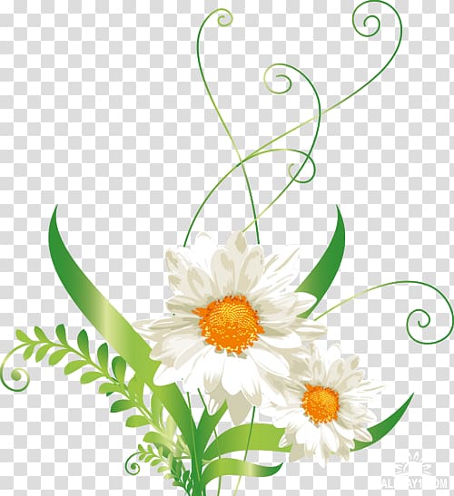 Common daisy Oxeye daisy Barberton daisy Daisy family , flower transparent background PNG clipart