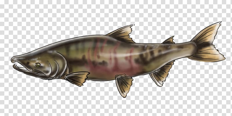 Chinook salmon Keyword Tool Alaska Male reproductive system, others transparent background PNG clipart