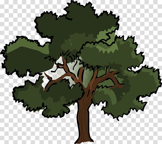 Southern live oak Tree , Oak Tree Graphic transparent background PNG clipart