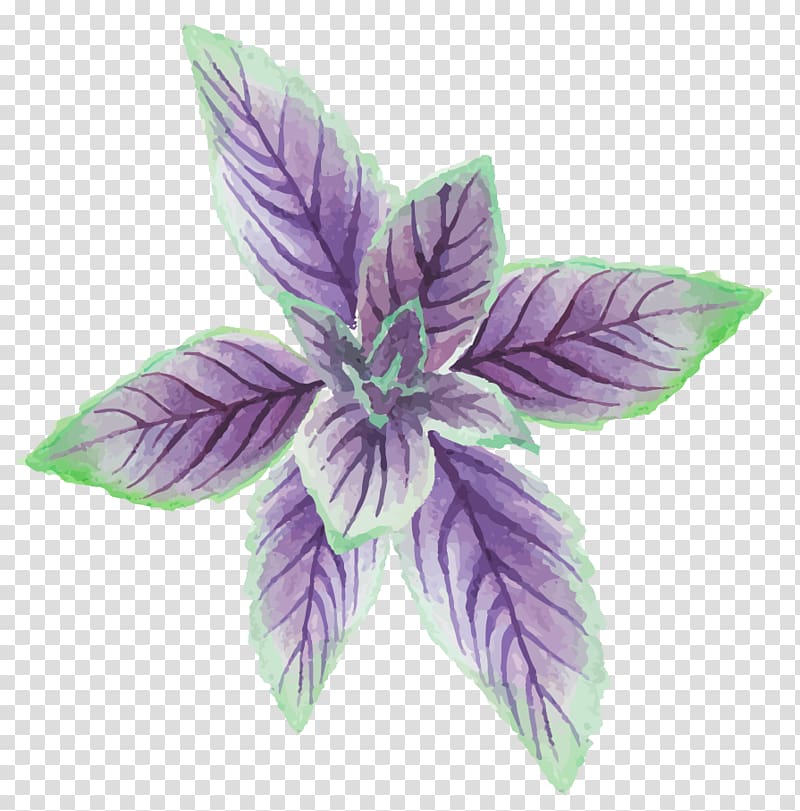 Mentha canadensis Euclidean , Hand-painted mint leaves transparent background PNG clipart