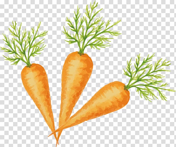 Carrot Vegetable Fruit, Gouache carrot material transparent background PNG clipart