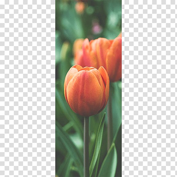 Tulip Flower Desktop Mural, tulip transparent background PNG clipart