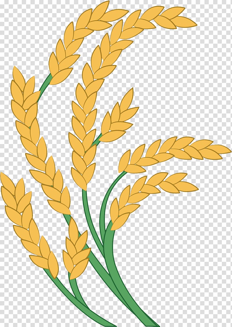 Rice Paddy Field Icon, Golden rice transparent background PNG clipart
