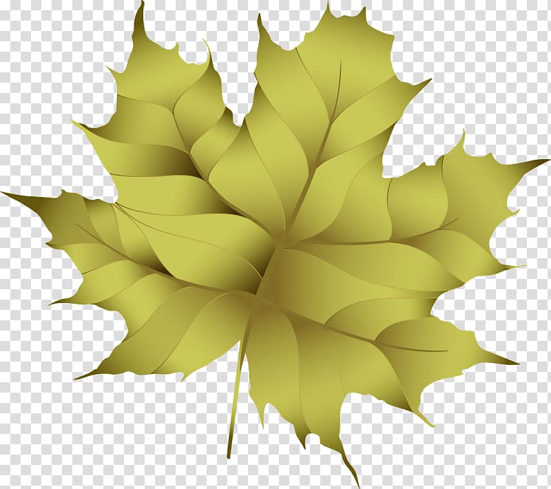 Maple leaf, design transparent background PNG clipart