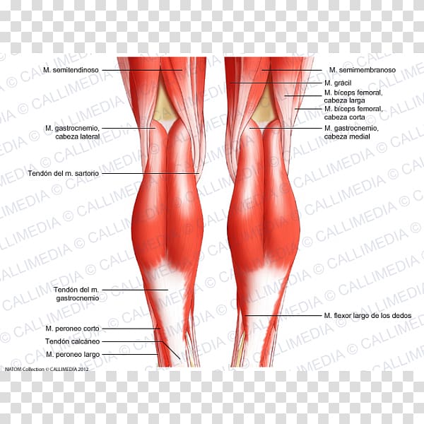 Knee Human body Tendon Anatomy Diagram, biceps transparent background PNG clipart