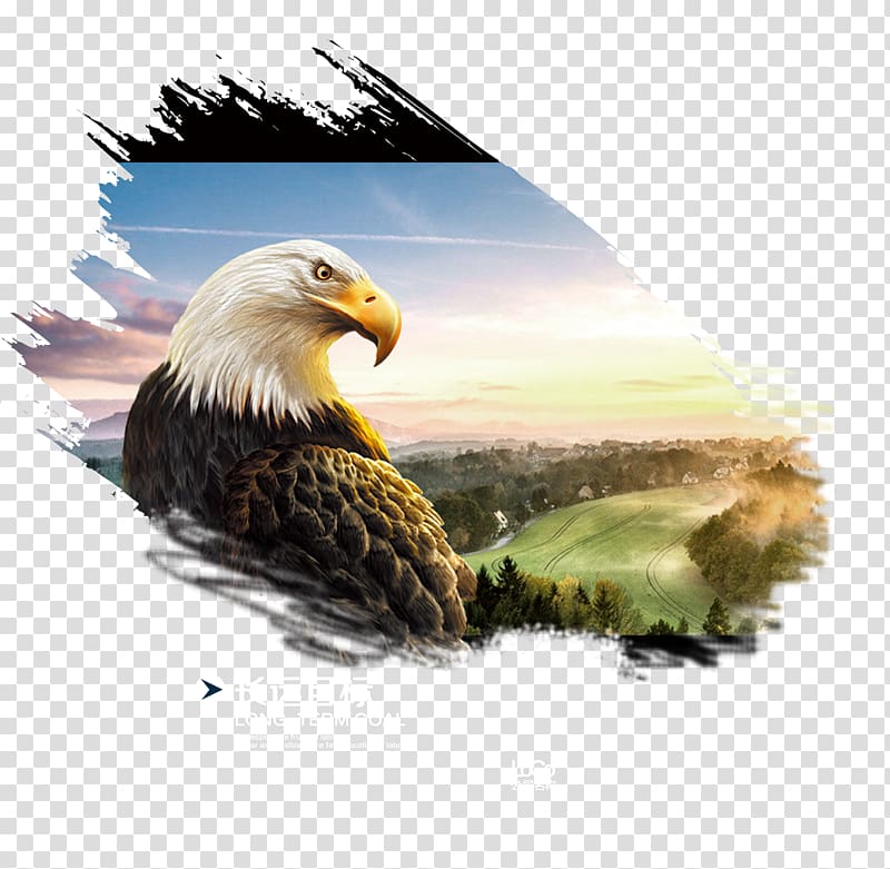 Investment fund Web banner Finance, Eagle transparent background PNG clipart