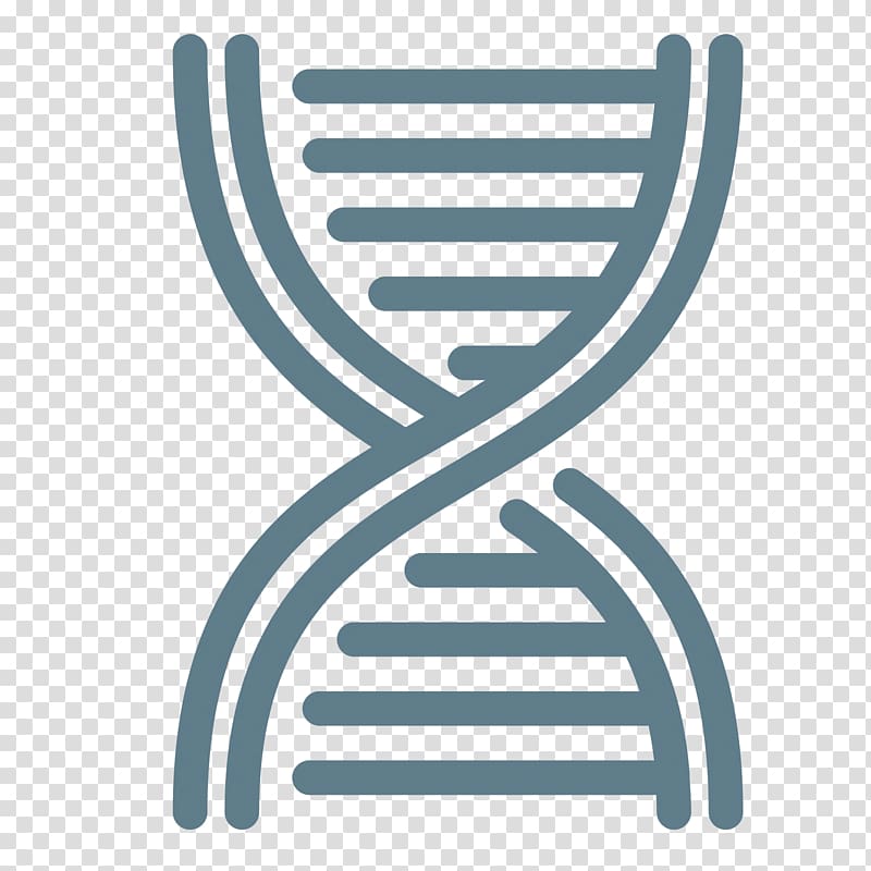 Nucleic acid double helix DNA methyltransferase DNA methylation, transparent background PNG clipart