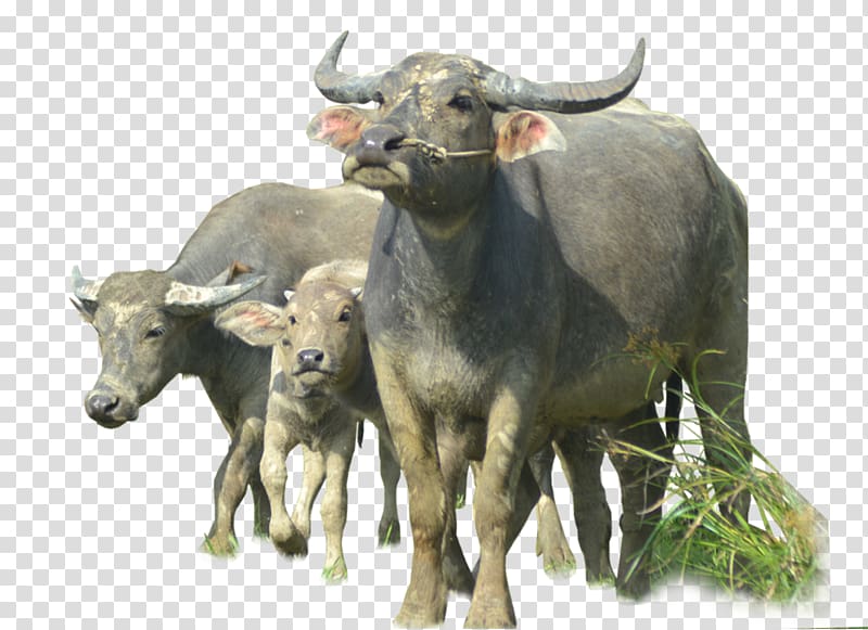 three water buffalos, Water buffalo, Buffalo transparent background PNG clipart