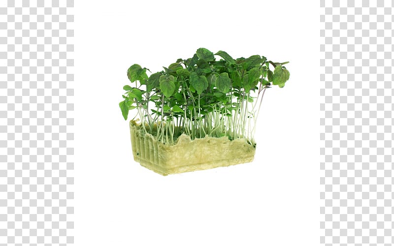 Microgreen Herb Beefsteak plant Lettuce Leaf vegetable, vegetable transparent background PNG clipart