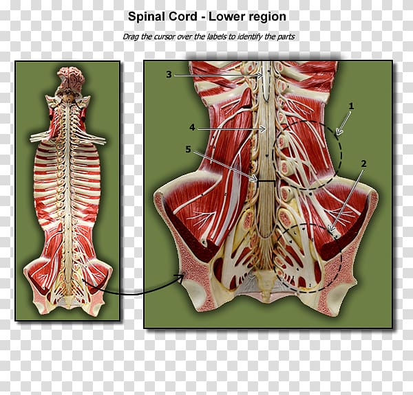 Spinal cord Cross section Lumbar Nervous tissue Human anatomy, human anatomy transparent background PNG clipart