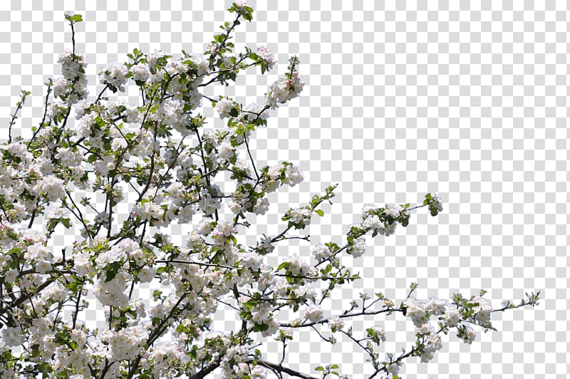 Blossom Twig Tree Forest gardening Flower, tree transparent background PNG clipart