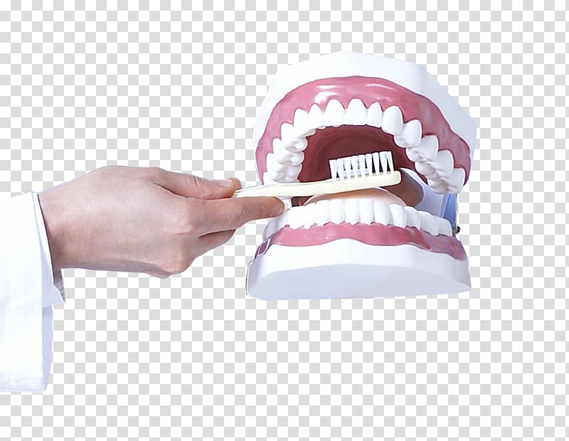 Tooth Dentistry Health Care, Hand tooth model transparent background PNG clipart