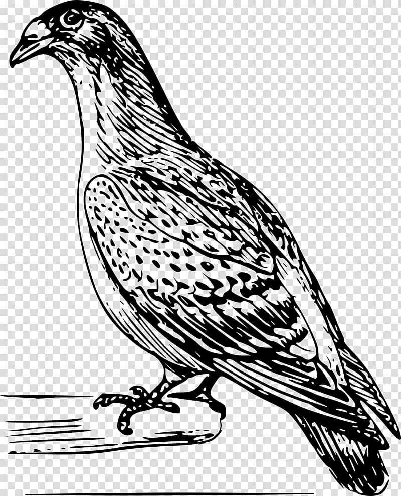 Bird Columbidae Homing pigeon Drawing, pigeon transparent background PNG clipart