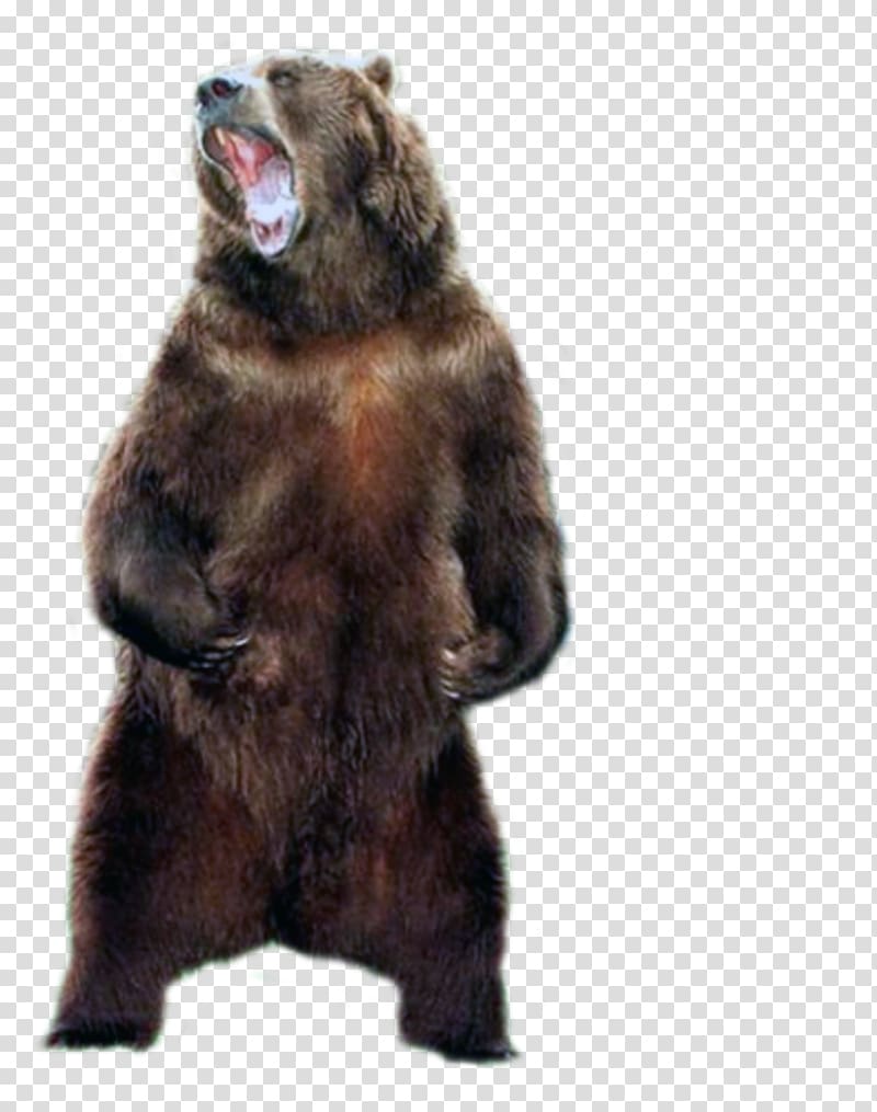 bear PNG transparent image download, size: 600x482px