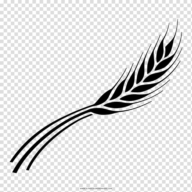 Barley Drawing Line art Black and white Coloring book, CEVADA transparent background PNG clipart