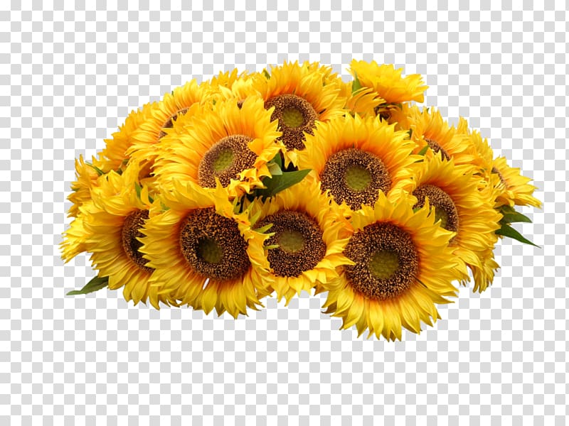 Common sunflower , Sunflower heap transparent background PNG clipart
