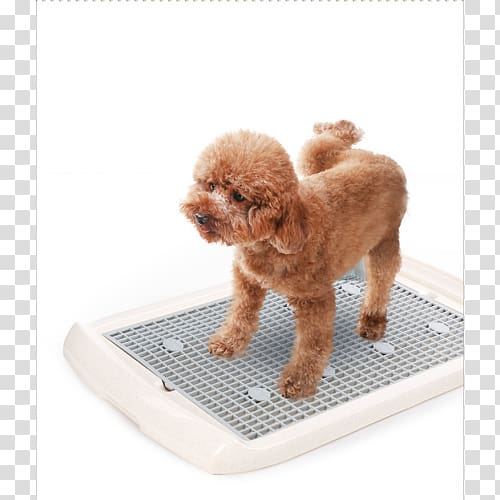 Miniature Poodle Puppy Companion dog Dog breed, puppy transparent background PNG clipart