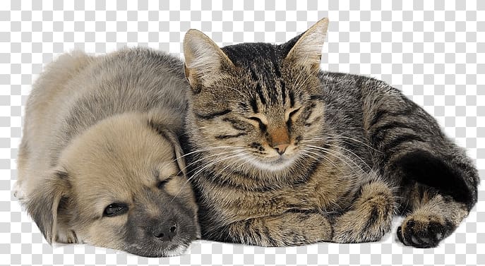 Dog Cat Bed Pet Kitten, puppy and kitten transparent background PNG clipart