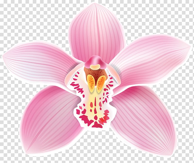 Cattleya orchids , orchids transparent background PNG clipart
