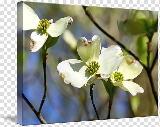 Flora Flowering dogwood Desktop Wildflower, flower transparent background PNG clipart