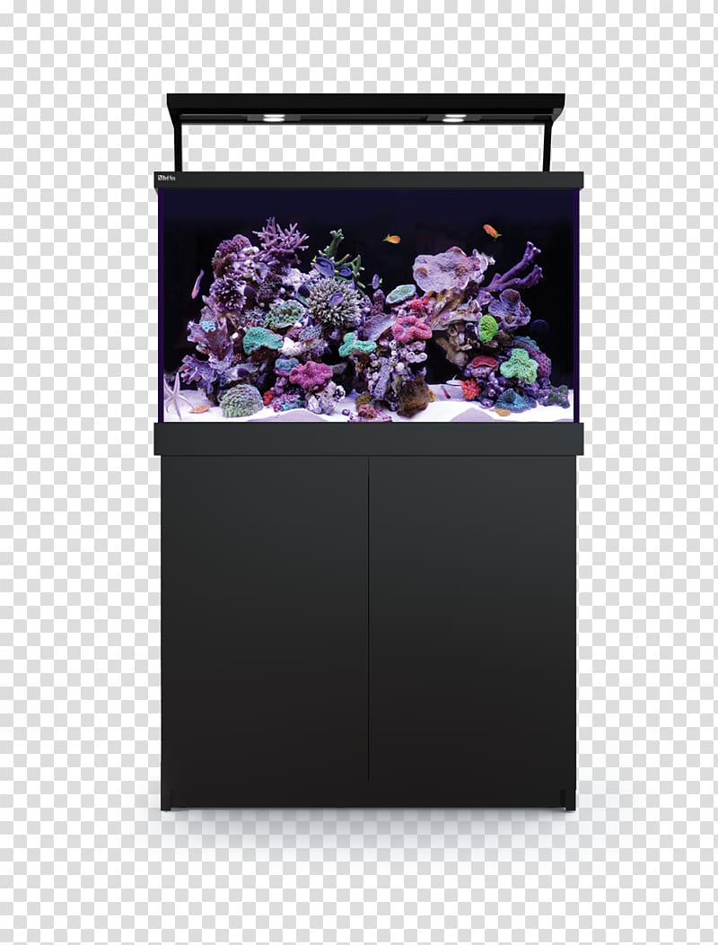 Red Sea Reef aquarium Aquariums Coral, sea transparent background PNG clipart