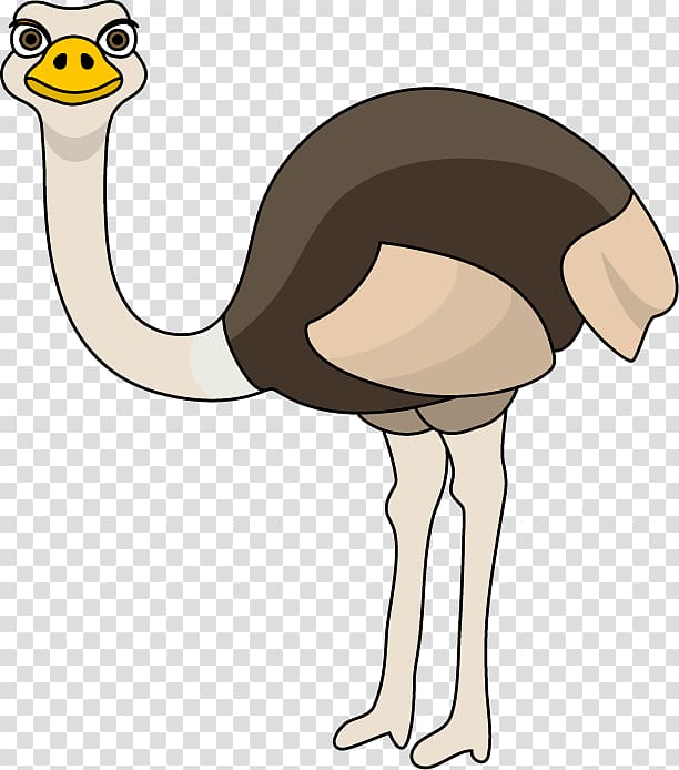 Common ostrich , ostrich transparent background PNG clipart