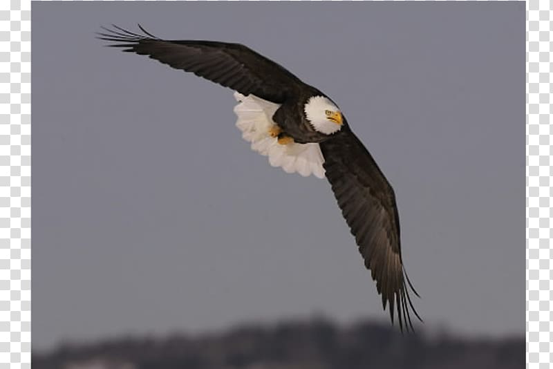 Bald eagle Frigatebird White-tailed eagle Parrot, Bird transparent background PNG clipart