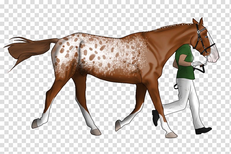Mustang Foal Mare Stallion Rein, chestnut appaloosa transparent background PNG clipart