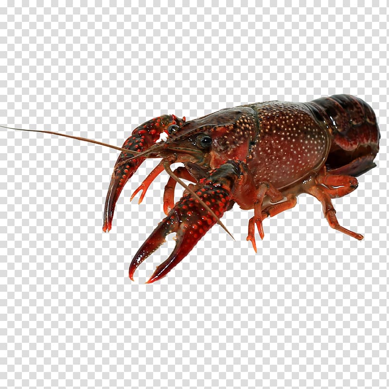 American lobster Homarus gammarus Palinurus elephas Dungeness crab, Lobster free material transparent background PNG clipart