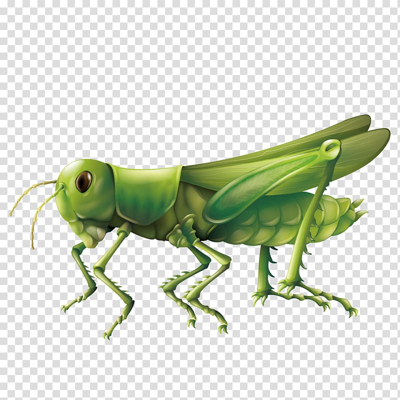 green grasshopper art, Grasshopper Diagram Illustration, grasshopper transparent background PNG clipart
